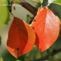 花梨の紅葉
