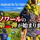 ラ・メゾン・ド・ラ・リヴィエール（La Maison de la Riviere）2026年、ピノ・ノワールの収穫第一弾が始まりました！