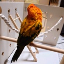 背中も尾羽もボサボサ