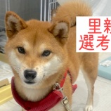 『里親選考制について』の画像