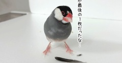 レモン文鳥になったのか否か