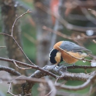 【初冬の庭】軍団が勢ぞろいした日！それにはちゃんとした理由がある！！