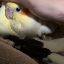 ◇2026年春雛◇里親募集締め切ります☆