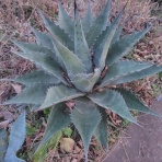 アガベブログ・サイタマ