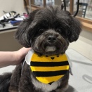 トリミングブログ🐶🐾