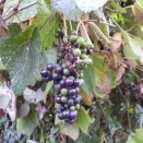 土曜日陶芸教室