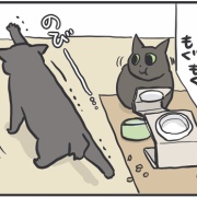 省エネすぎる猫
