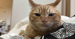 13歳なのに「3歳？」と聞かれる美魔女猫。シータさん、帰国してさらに覚醒しました