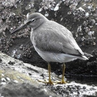 東京港野鳥公園　レンジャーブログ