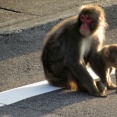 サルにかまれ観光客らけが負う事案相次ぐ、山頂公園付近で…写真撮ろうと立ち止まったところ襲われ