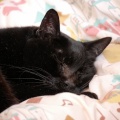 愛猫元気くんの体調　その後