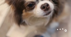 チワワ、気になること