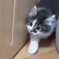 先輩猫が子ネコの前にやってきた。気になるけど、ちょっと怖い！ → 子猫は何度もこうなります…