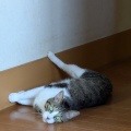 そら君　足上げてる方が楽？