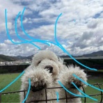 サマジニのいる生活Samajini Diary