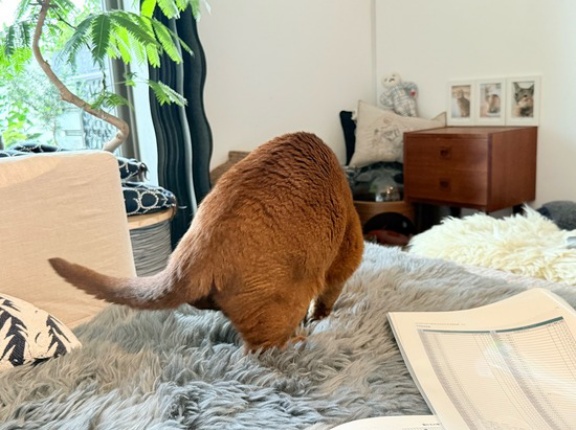 ひめちゃんが、フワフワを掘った