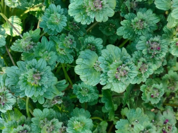 【急募】庭に日本の山野草を植えようと思う。おすすめの草を教えて