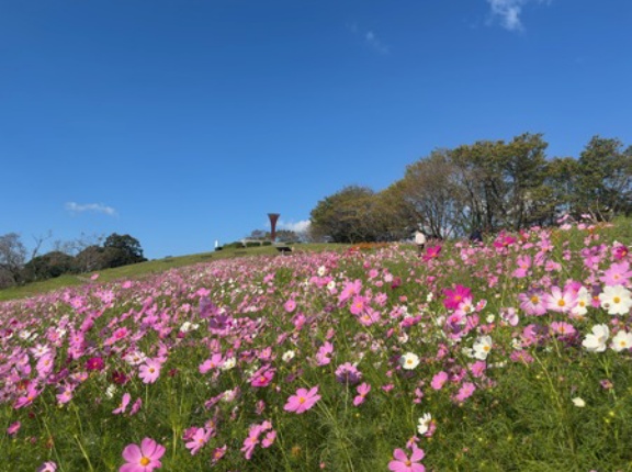 2026　長崎＆佐賀　コスモス畑・蕎麦の花スポットまとめ！