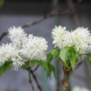 （１５８）アオダモ