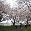 鳥屋野潟の花見ウォーキング　木の芽も摘んだしね