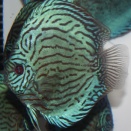 国産ディスカスのススメ！