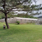 石垣島マンゴーを全国へお届け