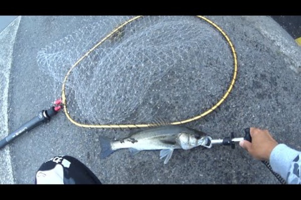 釣りつべちゃんねる ふくまる大将釣り動画