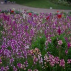 『横浜～春の里山ガーデンフェスタ2024②　2024/05/04』の画像