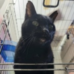 みにみゅう　猫の飼い主さん募集中　