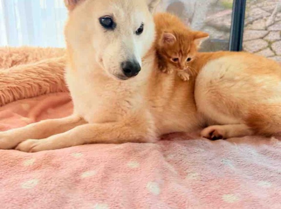  茶トラの子猫と過ごした２日間