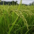 おやじの田んぼ（実るほど頭を垂れる稲穂かな）
