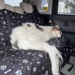 .•*.•*beny beny*•.*•.