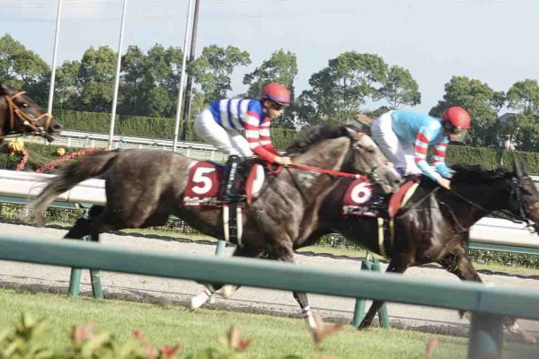 新入一口馬主の活動履歴