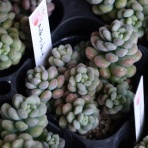 モナガーデン_中西園芸のblog