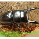 〇D.ラエビドルシスをトリオに＼(^o^)／