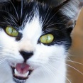 今日飼い猫の成猫譲ってもらってきたんだけど、近寄るだけでシャーシャーいってて怖いんですけど(T_T)【再】