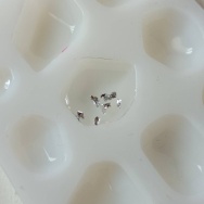 鹿さんに遭遇します。と、ターコイズな波石つくりました。