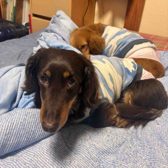 早よ寝てくれ！