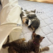 るいちゃんのお見合い