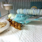 PBFDそらちゃんと☆あむしろインコ日記☆