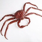 たらば蟹「蟹みたいな見た目です、蟹みたいな味です、蟹じゃないです」