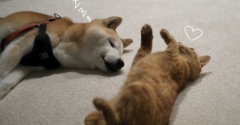 お留守番予定