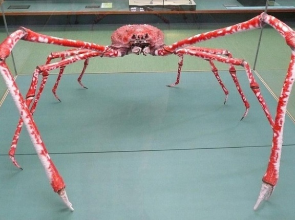 インド「お前らの国でデカい生物といえば何？」日本「タカアシガニ」