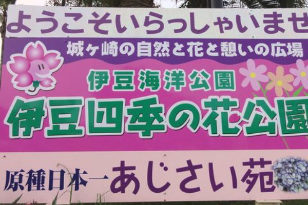 あじさいまつり 伊豆四季の花公園 伊豆移住生活 マンションで田舎暮らし あじさいまつり 伊豆四季の花公園 伊豆移住生活 マンションで田舎暮らし