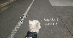 おれの散歩道に異変が起きました。