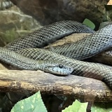 『アオダイショウ』の見つけ方！