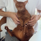 朝ごはん中の飼い主を後ろからチョイチョイして抱っこに成功し、満足げなひめちゃん