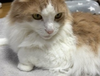 テレビが気になる猫としまむらの名馬セレクショングッズ