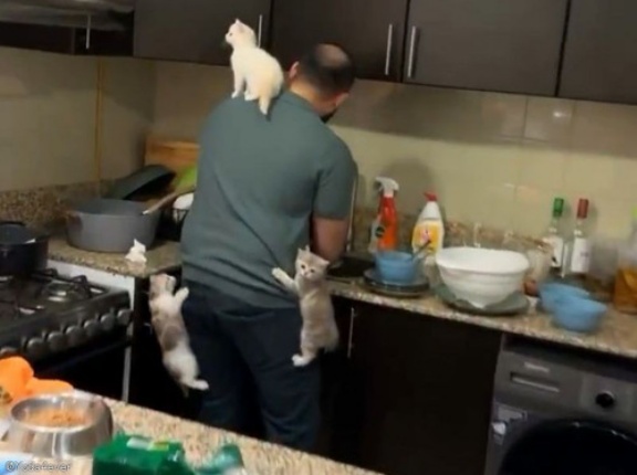 「むしろ天国…」子猫たちにエサをあげるのに2分遅れたとき