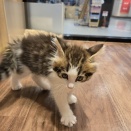 可愛い子ねこちゃん♪